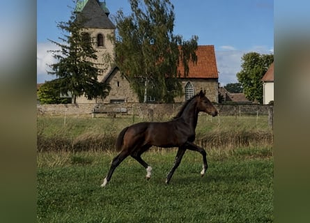 Hannover, Giumenta, Puledri (04/2026), 170 cm, Baio scuro