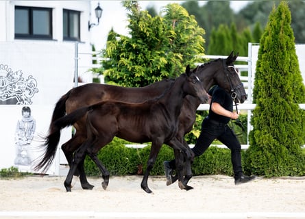 Hannover, Giumenta, Puledri (04/2024), 170 cm, Morello