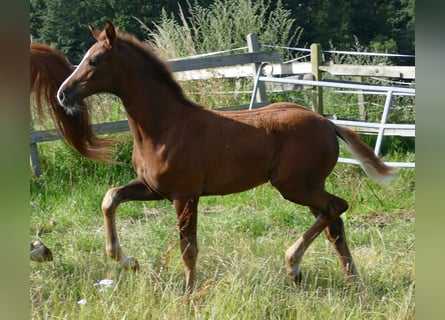 Hannover, Giumenta, Puledri
 (03/2024), 170 cm, Sauro scuro