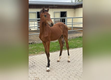 Hannover, Giumenta, Puledri (04/2026), Baio