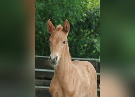 Hannover, Giumenta, Puledri (05/2025), Sauro