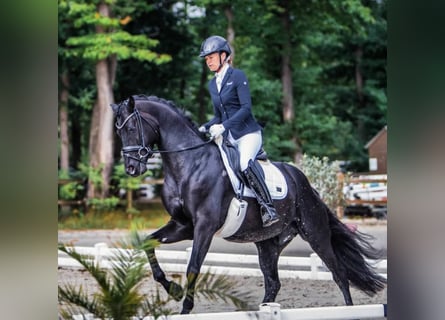 Hannover, Stallone, 10 Anni, 171 cm, Morello
