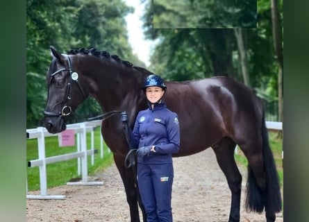 Hannover, Stallone, 10 Anni, Morello
