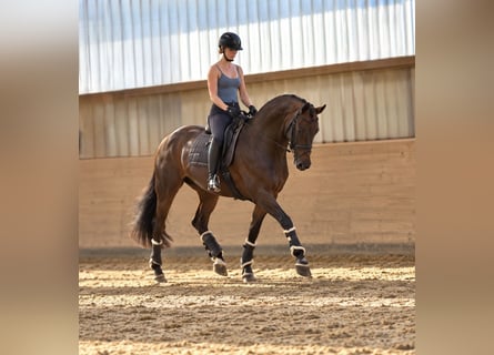 Hannover, Stallone, 11 Anni, 165 cm, Sauro scuro