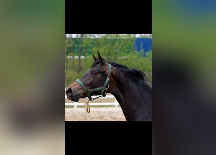 Hannover, Stallone, 11 Anni, 172 cm, Baio