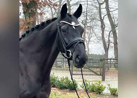 Hannover, Stallone, 12 Anni, 175 cm, Morello