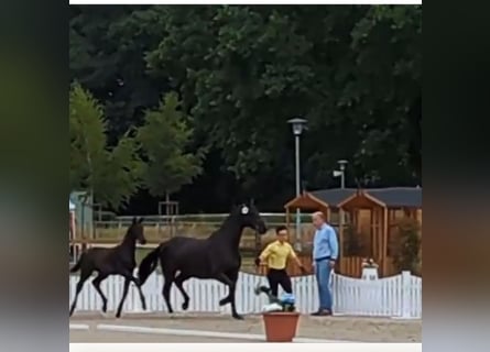 Hannover, Stallone, 1 Anno, 160 cm, Morello