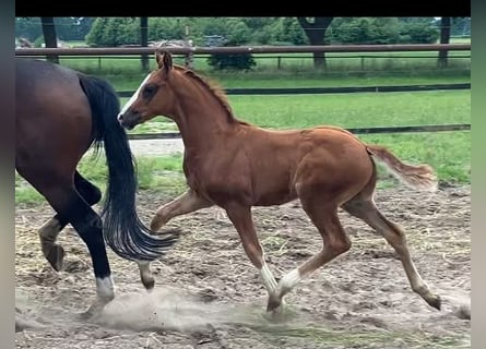 Hannover, Stallone, 1 Anno, 168 cm, Sauro scuro