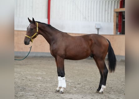 Hannover, Stallone, 1 Anno, 75 cm, Baio