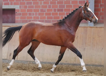 Hannover, Stallone, 2 Anni, 157 cm, Baio