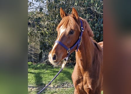 Hannover, Stallone, 2 Anni, 159 cm, Sauro