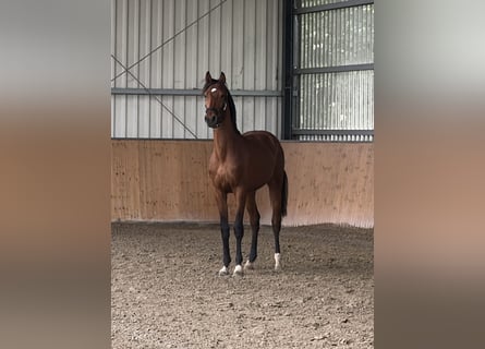 Hannover, Stallone, 2 Anni, 162 cm, Baio