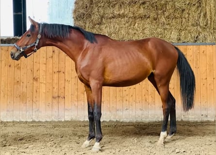 Hannover, Stallone, 2 Anni, 162 cm, Baio