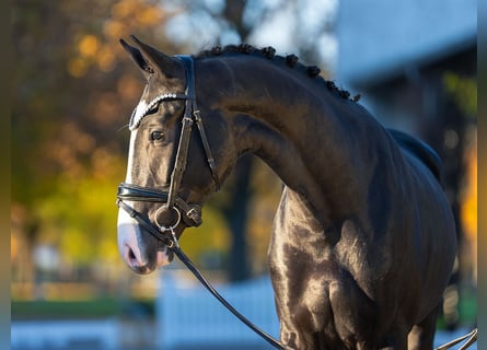 Hannover, Stallone, 2 Anni, 165 cm, Morello