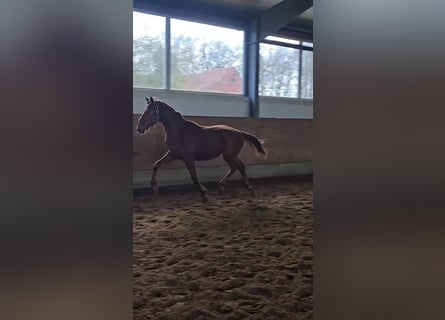 Hannover, Stallone, 2 Anni, 165 cm, Sauro