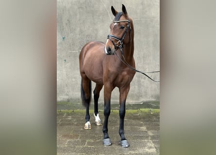 Hannover, Stallone, 2 Anni, 166 cm, Baio