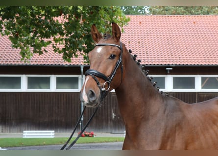 Hannover, Stallone, 2 Anni, 166 cm