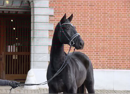 Hannover, Stallone, 2 Anni, 166 cm, Morello