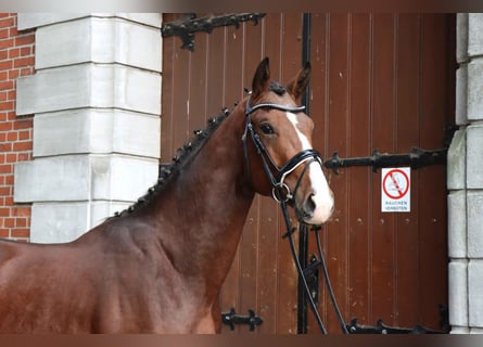 Hannover, Stallone, 2 Anni, 167 cm, Baio