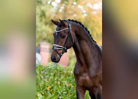 Hannover, Stallone, 2 Anni, 167 cm, Baio scuro