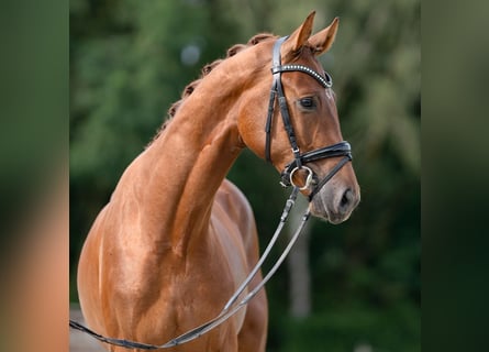 Hannover, Stallone, 2 Anni, 167 cm, Sauro