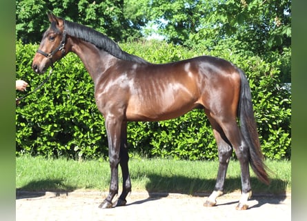 Hannover, Stallone, 2 Anni, 168 cm, Baio