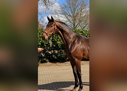 Hannover, Stallone, 2 Anni, 168 cm, Baio