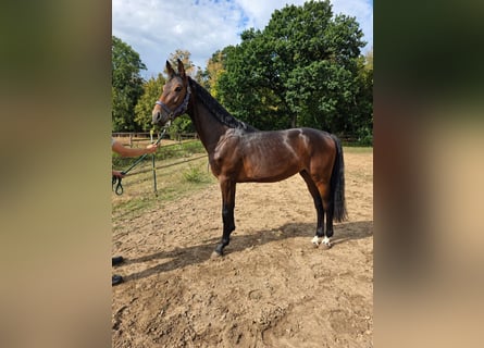 Hannover, Stallone, 2 Anni, 168 cm, Baio scuro