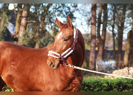 Hannover, Stallone, 2 Anni, 168 cm, Sauro
