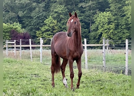 Hannover, Stallone, 2 Anni, 168 cm, Sauro