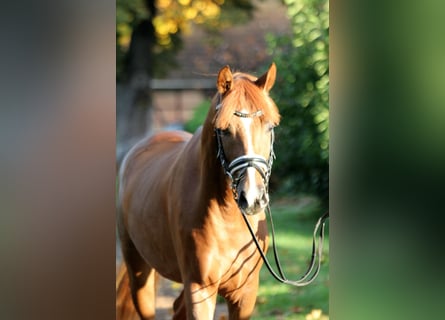 Hannover, Stallone, 2 Anni, 168 cm, Sauro