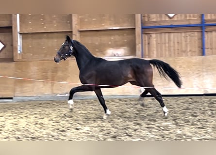 Hannover, Stallone, 2 Anni, 170 cm, Baio scuro