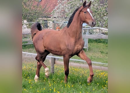 Hannover, Stallone, 2 Anni, 173 cm, Sauro scuro