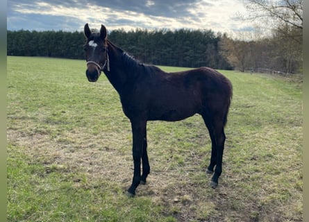 Hannover, Stallone, 2 Anni, Baio