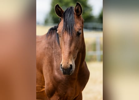Hannover, Stallone, 2 Anni, Baio ciliegia