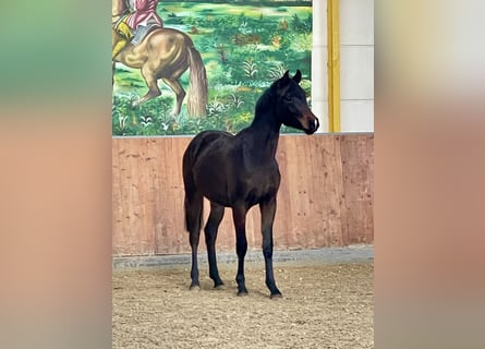 Hannover, Stallone, 2 Anni, Baio scuro