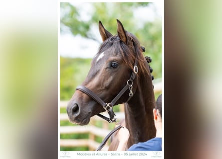 Hannover, Stallone, 3 Anni, 158 cm, Baio nero