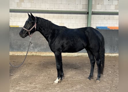 Hannover, Stallone, 3 Anni, 158 cm, Morello