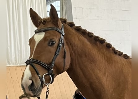 Hannover, Stallone, 3 Anni, 167 cm, Sauro