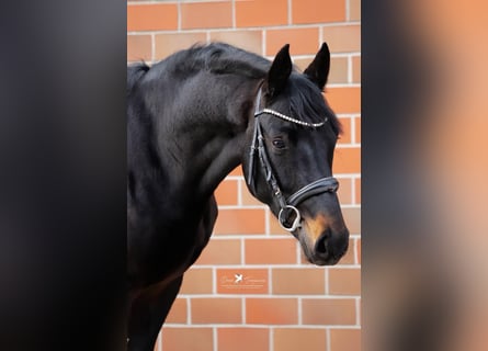 Hannover, Stallone, 3 Anni, 168 cm, Baio nero