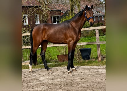 Hannover, Stallone, 3 Anni, 169 cm, Baio