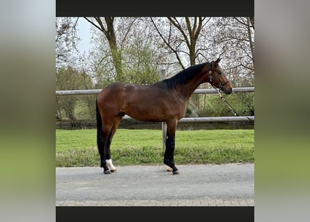 Hannover, Stallone, 3 Anni, 169 cm, Baio