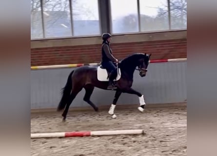Hannover, Stallone, 3 Anni, 170 cm, Baio