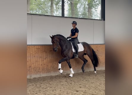 Hannover, Stallone, 3 Anni, 170 cm, Baio scuro