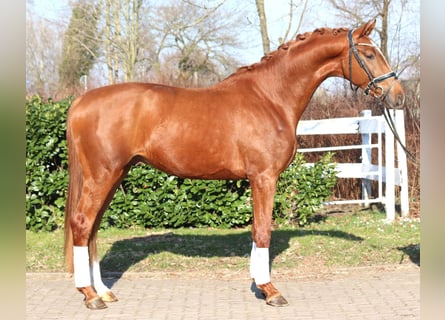 Hannover, Stallone, 3 Anni, 170 cm, Sauro