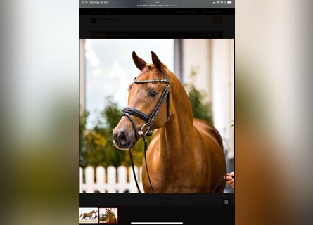 Hannover, Stallone, 3 Anni, 171 cm, Sauro scuro