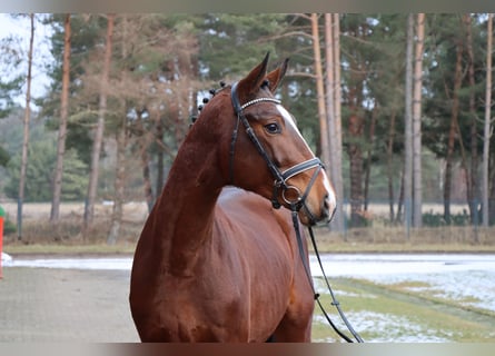 Hannover, Stallone, 3 Anni, 180 cm, Baio