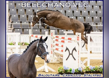 Hannover, Stallone, 3 Anni, Baio scuro