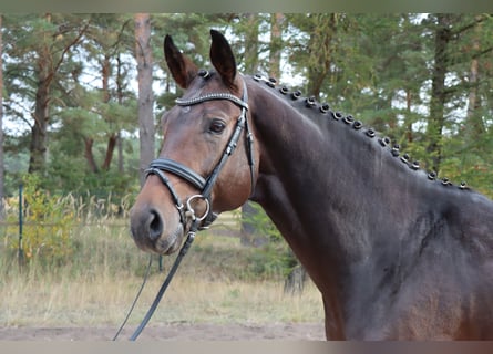 Hannover, Stallone, 4 Anni, 175 cm, Baio scuro