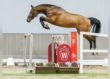 Hannover, Stallone, 4 Anni